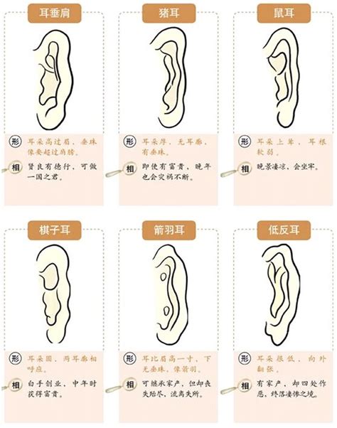 耳朵有垂珠|面相耳朵图解【最详细版】 – 杨易德全集官网